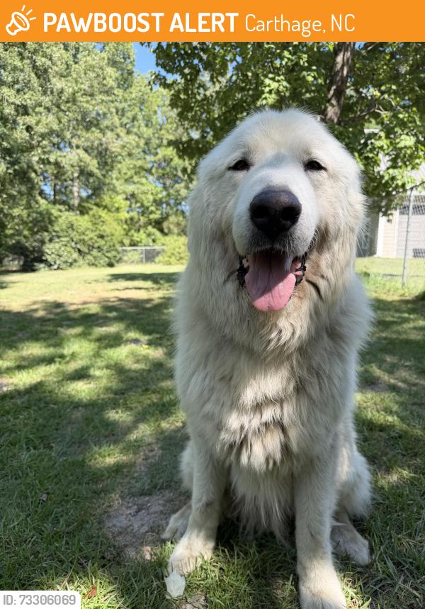 Found/Stray Male Dog last seen Between 27 and Olde Carthage Farms, Carthage, NC 28327