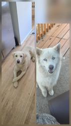 Reunited Female Dog last seen Dunkirk, Aurora, CO 80013