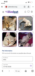 Lost Male Cat last seen Fiddlers lane Rensselaer NY 12144, Rensselaer, NY 12144