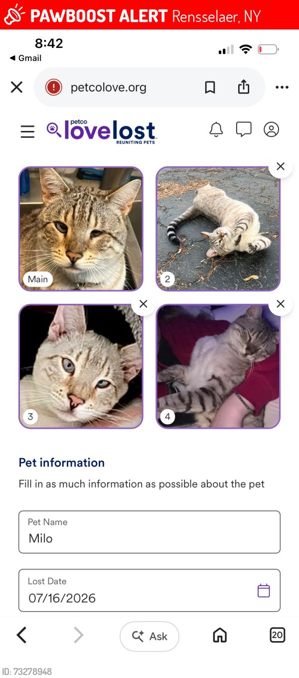 Lost Male Cat last seen Fiddlers lane Rensselaer NY 12144, Rensselaer, NY 12144