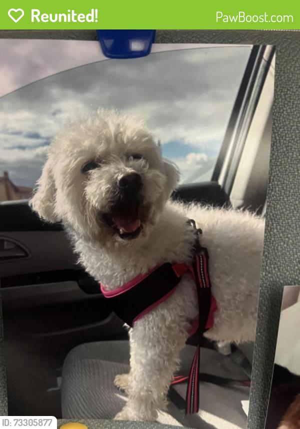 Reunited Female Dog last seen Whitesand dr, San Jose, CA 95121