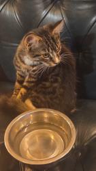 Reunited Unknown Cat last seen The constitution pub, Greater London, England 