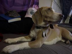 Lost Male Dog last seen 97th Mcgee, Kansas City, MO 64114