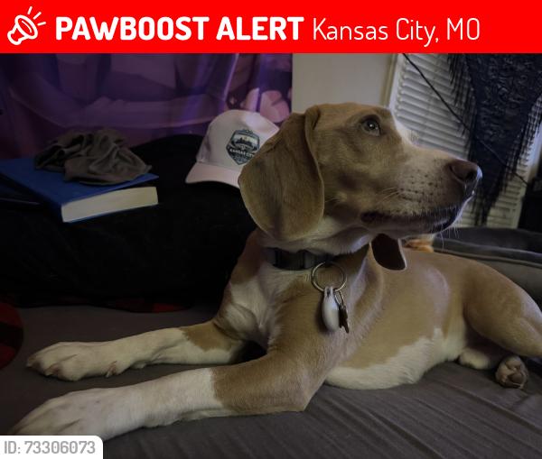 Lost Male Dog last seen 97th Mcgee, Kansas City, MO 64114