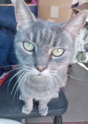 Reunited Female Cat last seen Fairgrove, La Puente, CA 91746