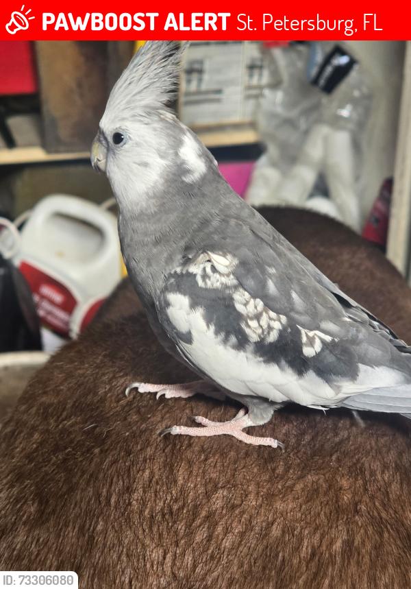 Lost Female Bird last seen 40th st going towards 52ave n, St. Petersburg, FL 33703