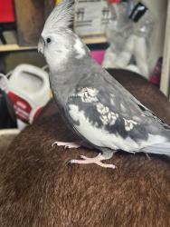 Lost Female Bird last seen 40th st going towards 52ave n, St. Petersburg, FL 33703