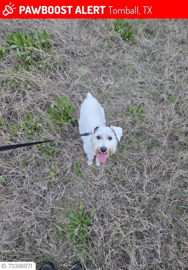 Lost Male Dog last seen three lakes blvd, Tomball, TX 77375