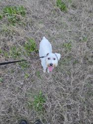 Lost Male Dog last seen three lakes blvd, Tomball, TX 77375
