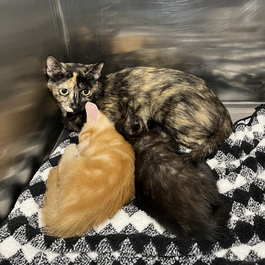 Shelter Stray Female Cat last seen , 4575 E Mesquite Ave, Palm Springs, CA 92264, USA