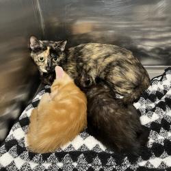 Shelter Stray Male Cat last seen , 4575 E Mesquite Ave, Palm Springs, CA 92264, USA