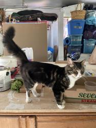 Found/Stray Unknown Cat last seen Grandin / the Gardens, St. Albert, AB T8N 0S6