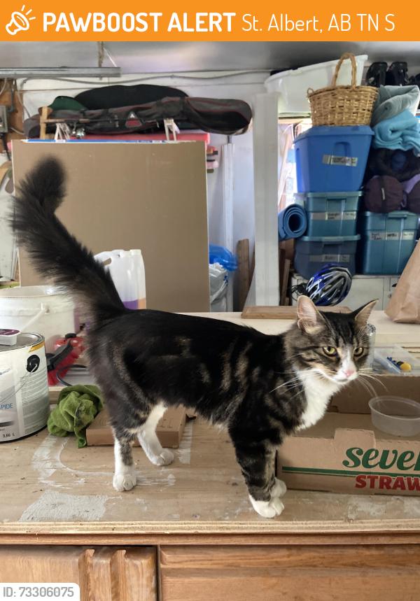 Found/Stray Unknown Cat last seen Grandin / the Gardens, St. Albert, AB T8N 0S6