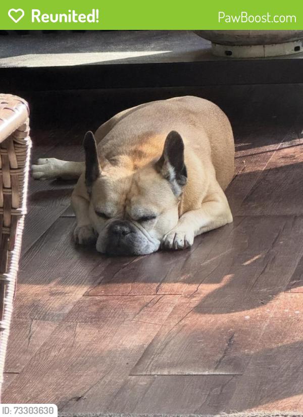 Reunited Female Dog last seen Tyson Woods Subdivision near downtown Carthage, Carthage, NC 28327
