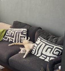 Reunited Male Cat last seen Noe St (19th - 20th, San Francisco, CA 94114