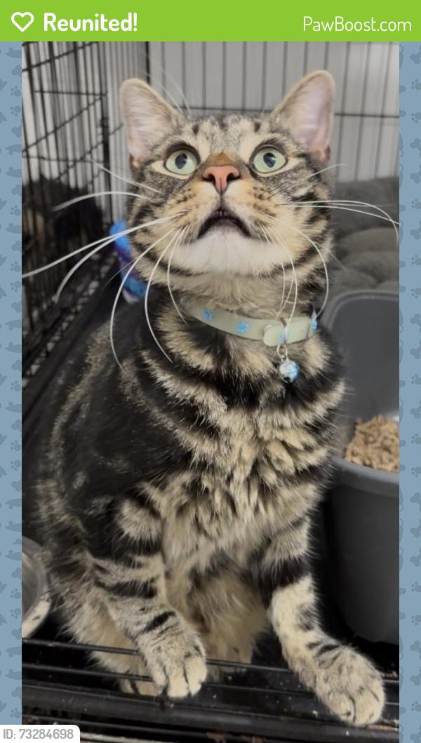 Reunited Male Cat last seen Spar, Sunnyside Road, Droylsden, England 
