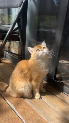 Reunited Female Cat last seen Near NE 132nd St l207, Kirkland, WA 98034, USA, Kirkland, WA 98034
