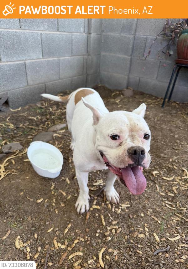 Found/Stray Unknown Dog last seen Near 7th St and Roeser Rd, Phoenix, AZ 85040