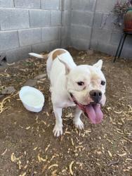 Found/Stray Unknown Dog last seen Near 7th St and Roeser Rd, Phoenix, AZ 85040