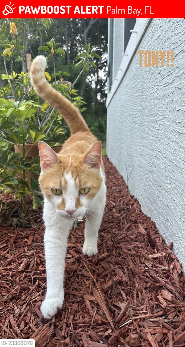 Lost Male Cat last seen Minton road, Americana, Palm Bay, FL 32907