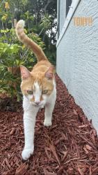 Lost Male Cat last seen Minton road, Americana, Palm Bay, FL 32907