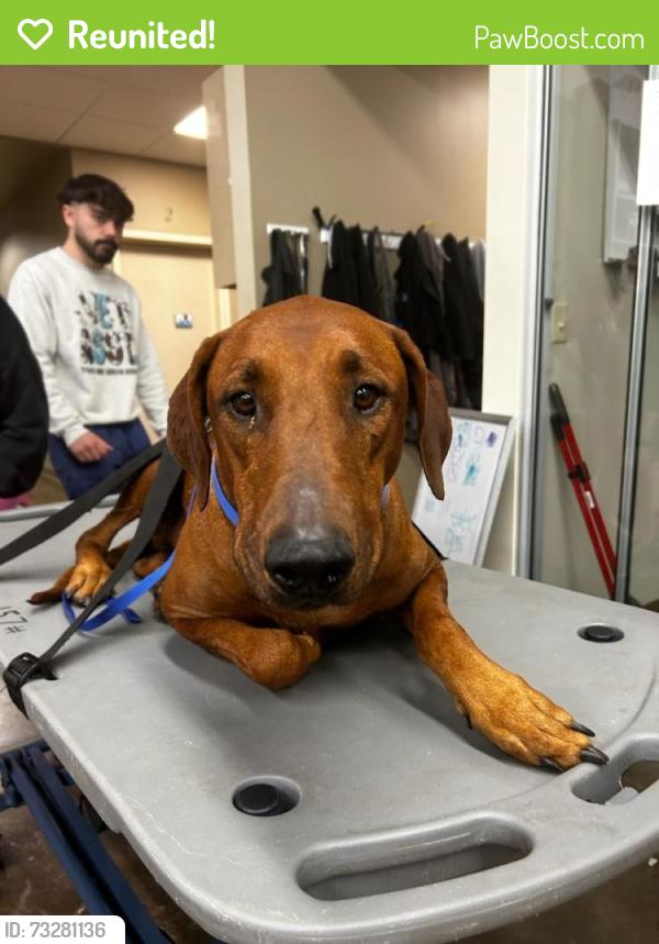 Reunited Female Dog last seen Wagner and Sara, Oklahoma City, OK 73099