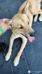 Found/Stray Female Dog last seen Beyond food mart gas station, Corona, CA 92881