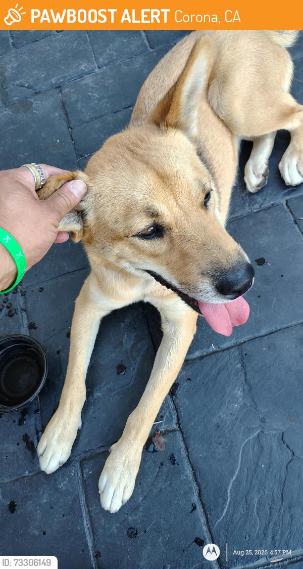 Found/Stray Female Dog last seen Beyond food mart gas station, Corona, CA 92881