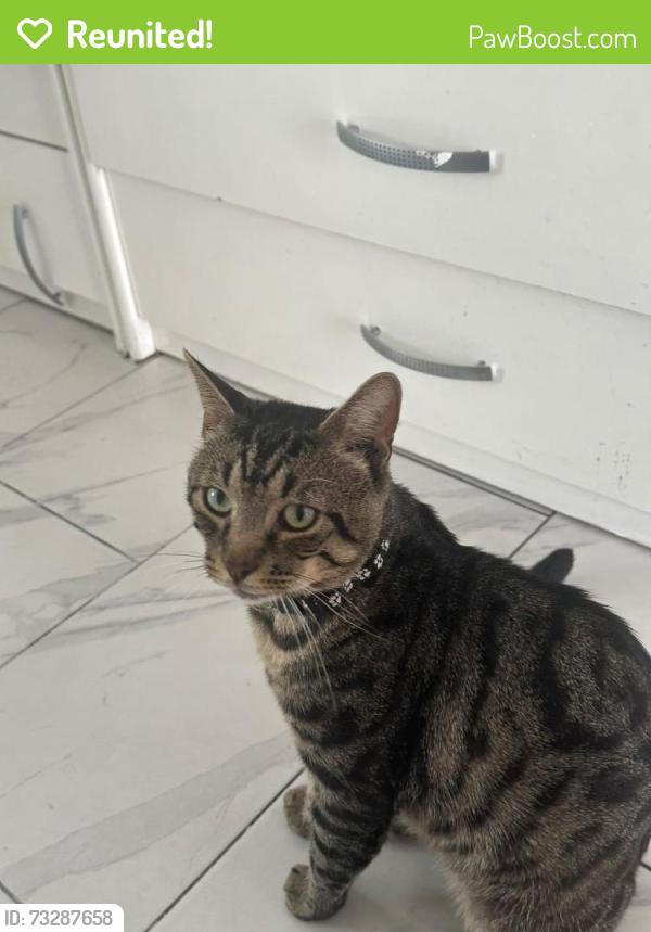 Reunited Male Cat last seen Burdett est, Greater London, England E14 7BW
