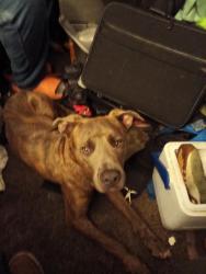 Found/Stray Male Dog last seen Fusion studios 3737 Quebec Street Denver co 80207, Denver, CO 80207