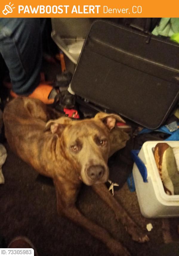 Found/Stray Male Dog last seen Fusion studios 3737 Quebec Street Denver co 80207, Denver, CO 80207
