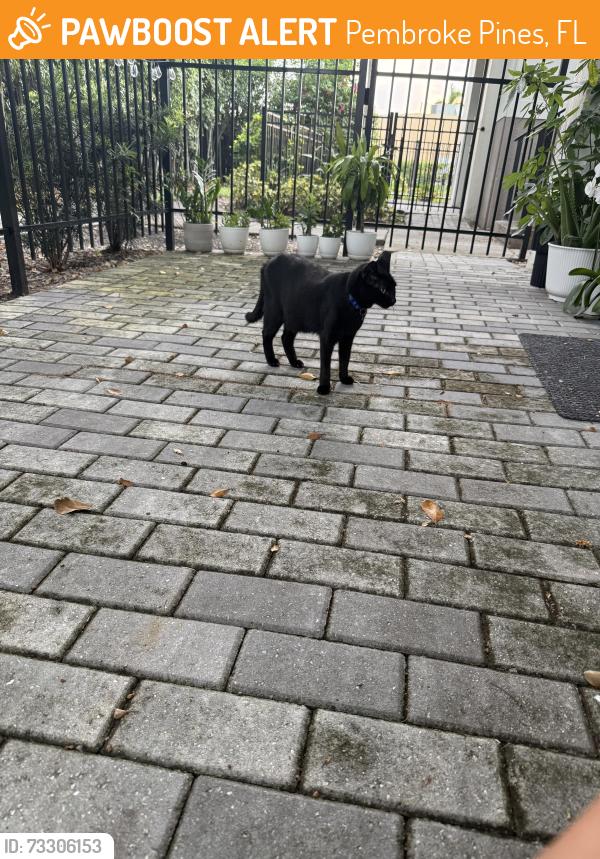 Found/Stray Unknown Cat last seen The Avant at Pembroke Pines, Pembroke Pines, FL 33025