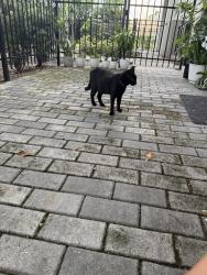 Found/Stray Unknown Cat last seen The Avant at Pembroke Pines, Pembroke Pines, FL 33025