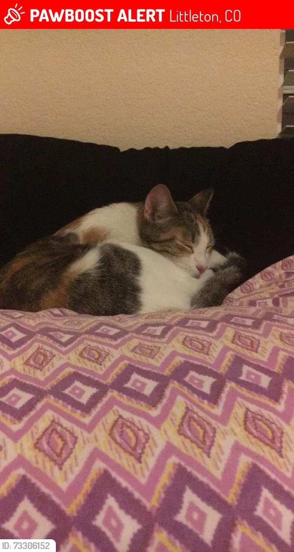 Lost Female Cat last seen Belleview, Littleton, CO 80120