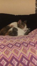 Lost Female Cat last seen Belleview, Littleton, CO 80120