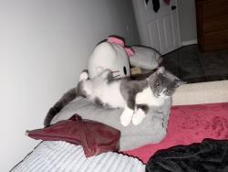 Lost Male Cat last seen Nicholson St , 39th Pl, Hyattsville, MD 20782