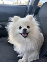 Reunited Male Dog last seen Near Cherry Ave, San Jose, CA 95118, USA, San Jose, CA 95118