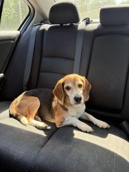 Reunited Male Dog last seen near graveyard, Lexington, NC 27295