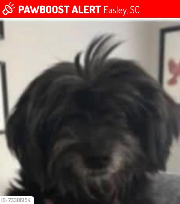 Lost Female Dog last seen Fleetwood, Easley, SC 29640