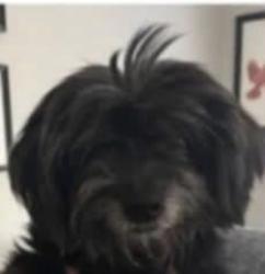 Lost Female Dog last seen Fleetwood, Easley, SC 29640