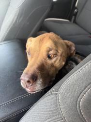Reunited Male Dog last seen Near horizon star Ln, Richmond, TX 77406