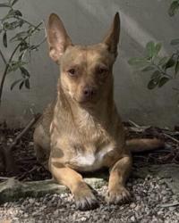 Found/Stray Unknown Dog last seen Ocean Ave, 4th St, San Vicente blvd, Georgina Ave, Santa Monica, CA 90402