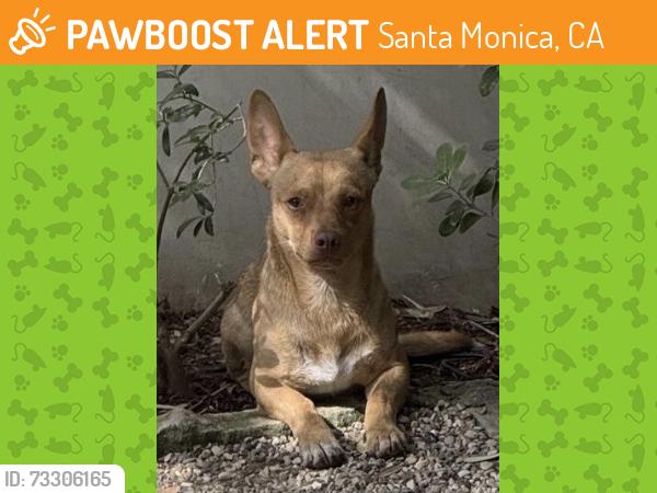 Found/Stray Unknown Dog last seen Ocean Ave, 4th St, San Vicente blvd, Georgina Ave, Santa Monica, CA 90402