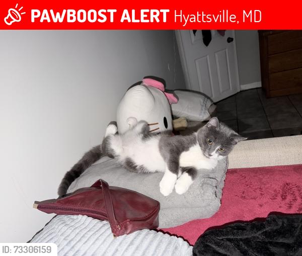 Lost Male Cat last seen Near Oglethorpe St, Hyattsville, MD 20782
