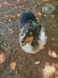 Reunited Female Dog last seen Heritage Trace road, Newnan, GA 30263