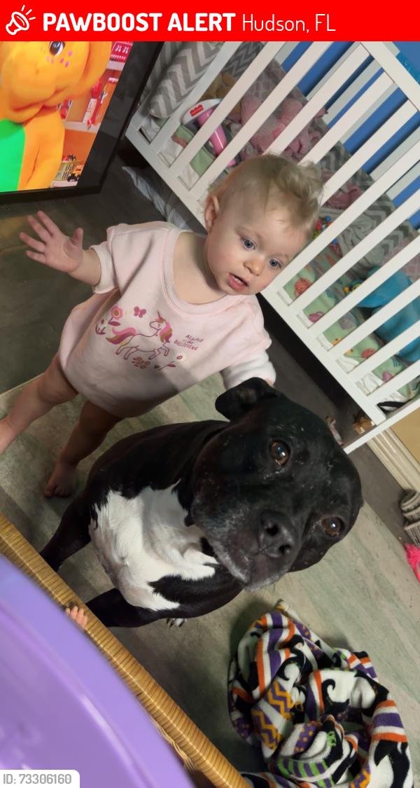 Lost Male Dog last seen Omaha st, and Bolton Ave hudson fl, Hudson, FL 34667