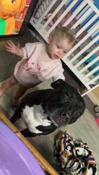 Lost Male Dog last seen Omaha st, and Bolton Ave hudson fl, Hudson, FL 34667
