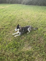 Found/Stray Female Dog last seen Broad rock, Richmond, VA 23234