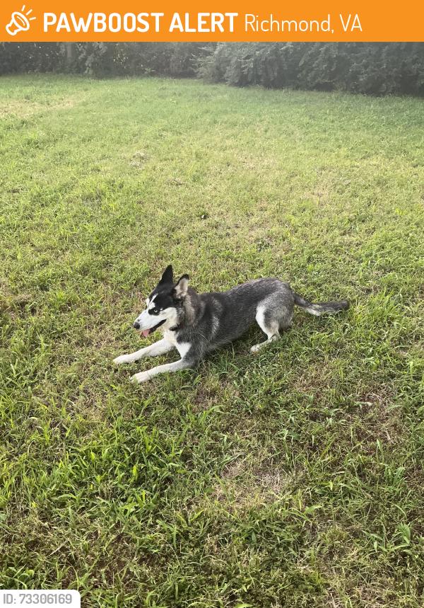 Found/Stray Female Dog last seen Broad rock, Richmond, VA 23234