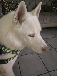 Reunited Male Dog last seen Green Bah, Ashwaubenon, WI 54304